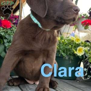 Clara, Chocolate Labrador Retriever Puppy